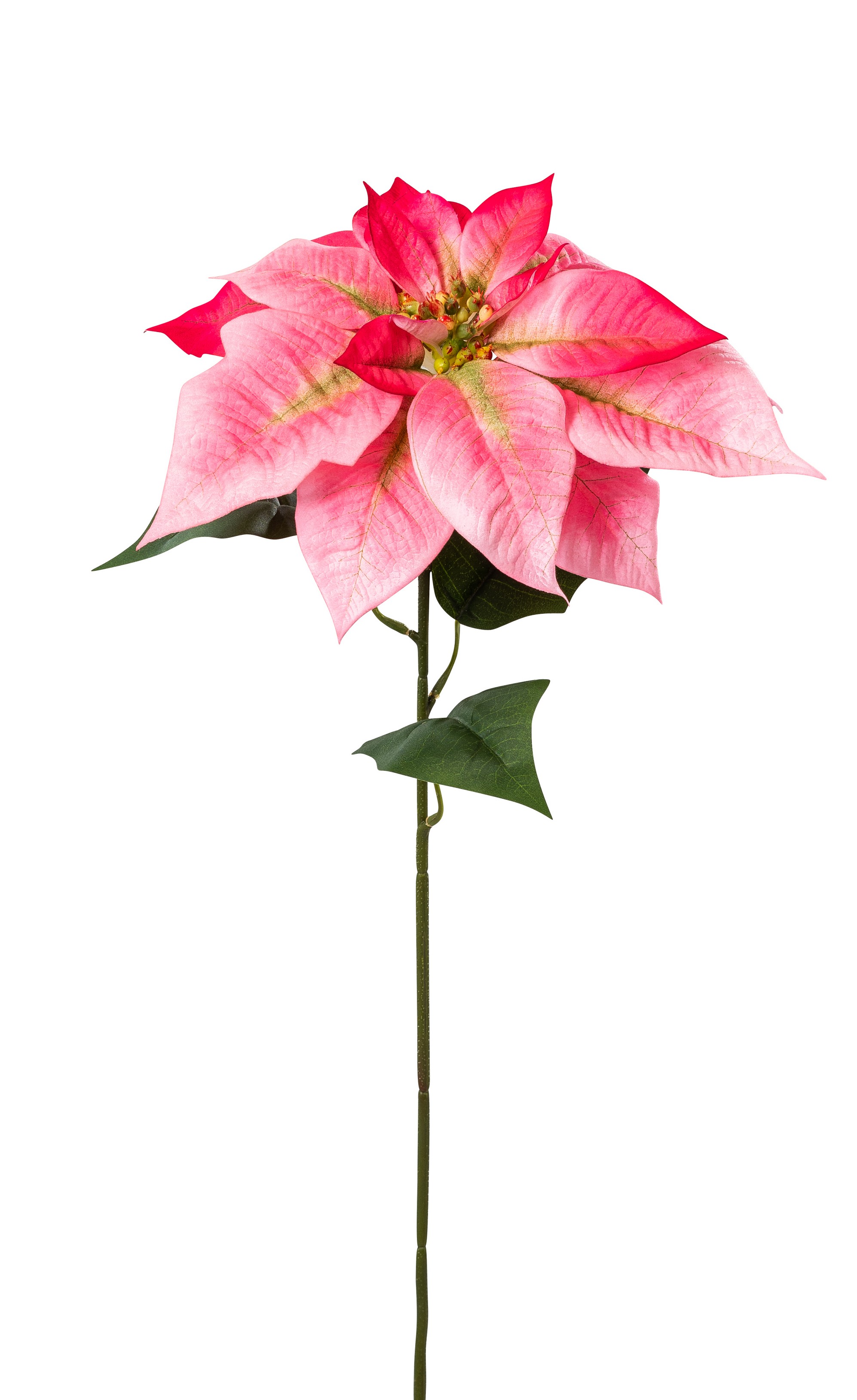 Velvet-Poinsettia 71cm Blütenkopf Ø ca. 27cm Farbe: rosé-gemischt