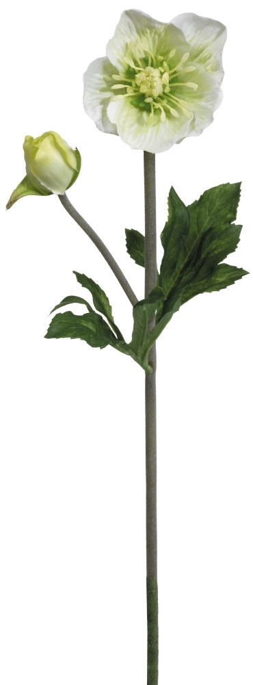 Christrose x 2 34cm Blütenkopf Ø ca. 2,5/6cm Farbe: weiß-grün