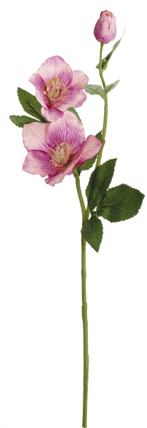 Christrose x 3 56cm Blütenkopf Ø ca. 3/7/9cm Farbe: altrosé