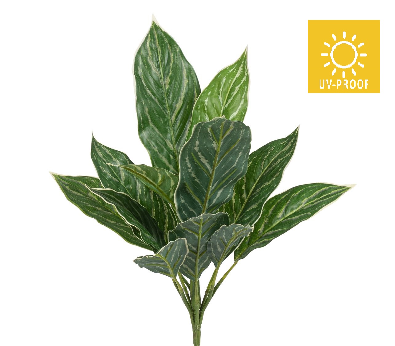 Calatheabusch UV x 14 41cm Farbe: grün-weiß