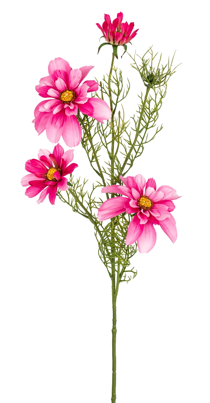 Cosmea x 4 68cm Blütenkopf Ø ca. 4/8/11cm Farbe: azalee