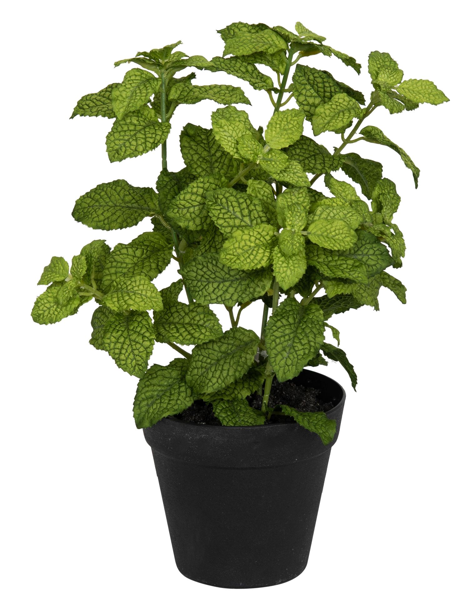 Minzetopf 30cm Topf: Höhe ca. 11,5cm Ø oben ca. 12,5cm Ø unten ca. 8cm Farbe: grün