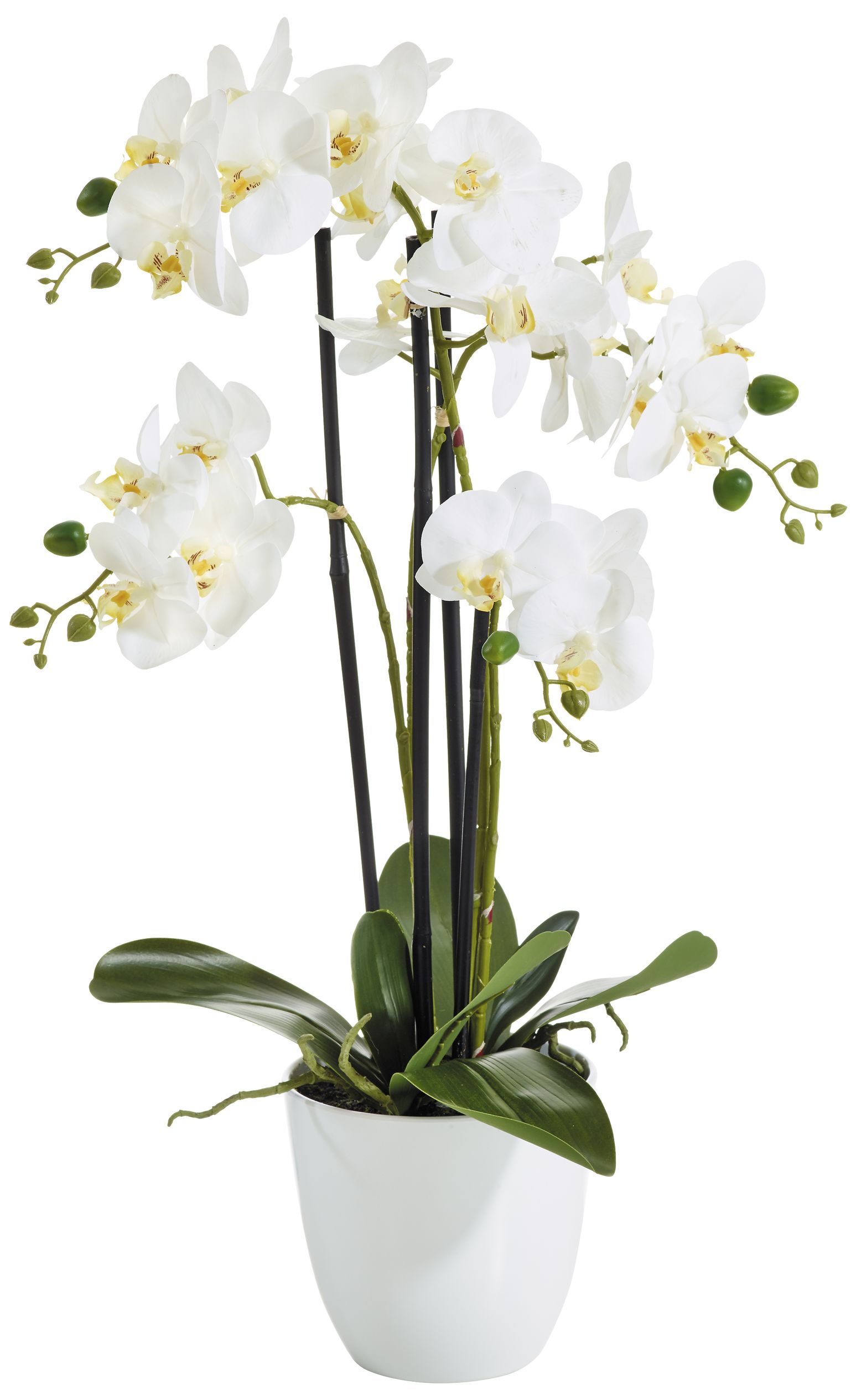Phalaenopsis 4-fach i.T. 67cm Blütenkopf Ø ca. 7,5/10cm Topf: Höhe ca. 14cm Ø oben ca. 15cm Ø unten ca. 9,5cm Farbe: weiß-gelb