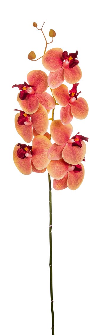 Phalaenopsis x 10 90cm Blütenkopf Ø ca. 8,5/10cm Farbe: terrakotta