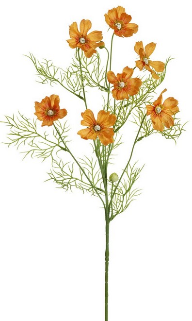 Cosmea x 7 68cm Blütenkopf Ø ca. 6cm Farbe: orange