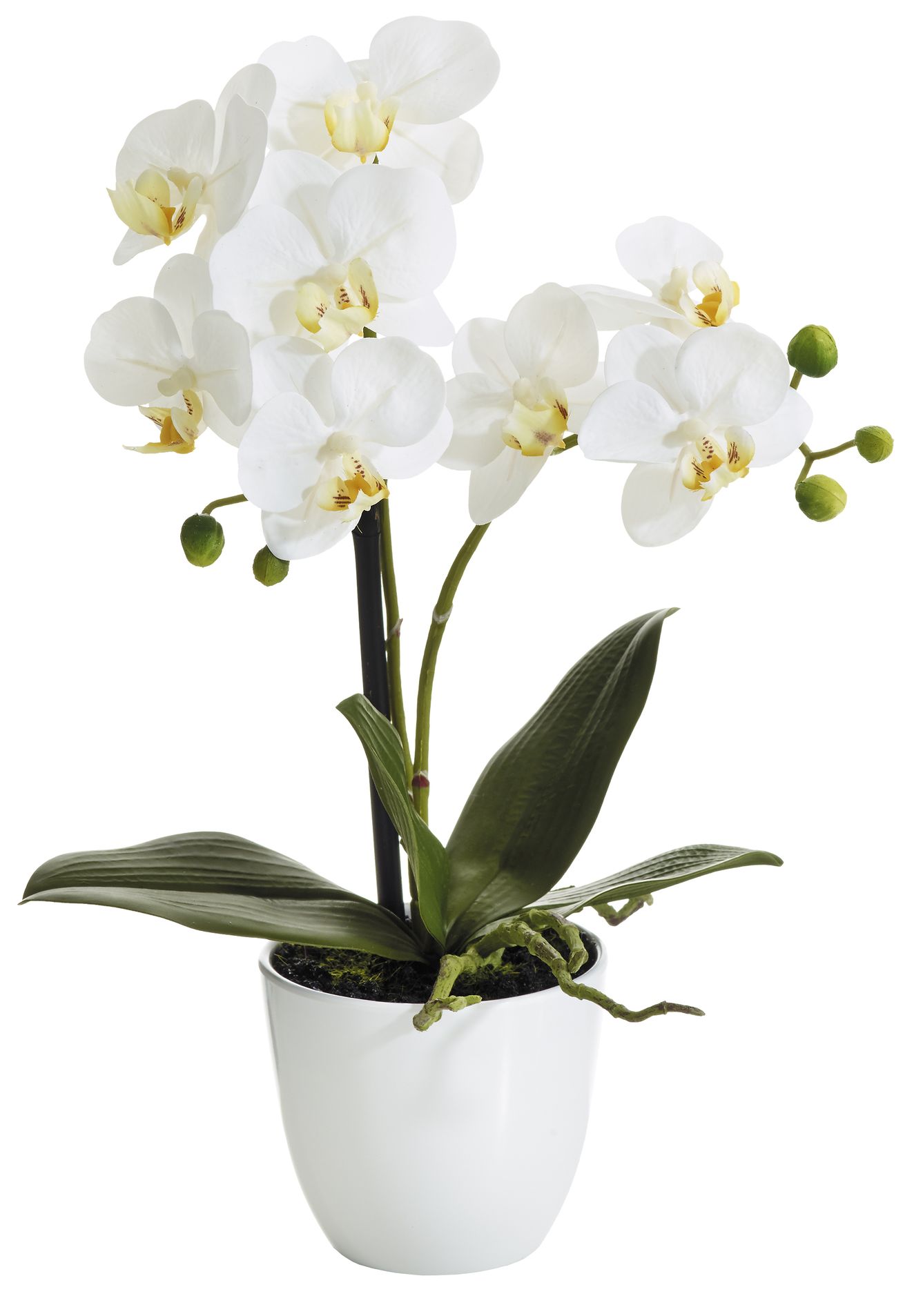 Phalaenopsis 2-fach i.T. 40cm Blütenkopf Ø ca. 7/8cm Topf: Höhe ca. 9cm Ø oben ca. 10cm Ø unten ca. 6cm Farbe: weiß-gelb
