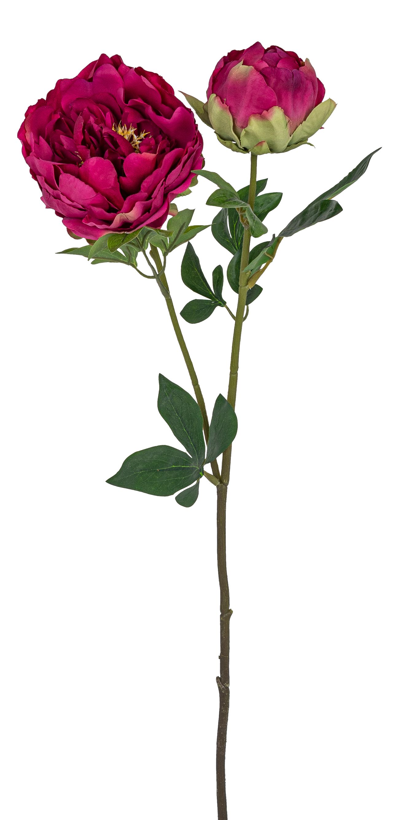 Päonie mit Knospe 80cm Blütenkopf Ø ca. 6/11cm Farbe: weinrot