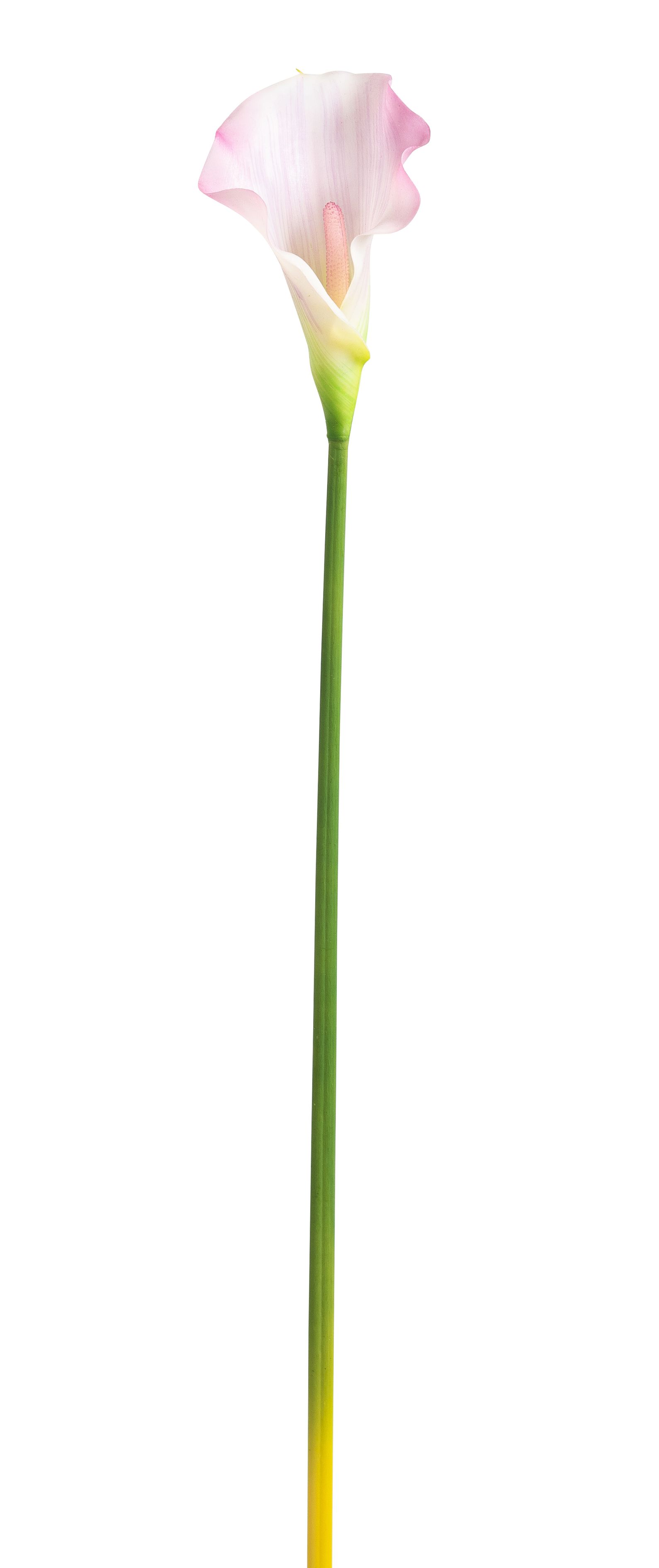 Calla 65cm Blütenkopf ca. 8x10cm Farbe: rosé
