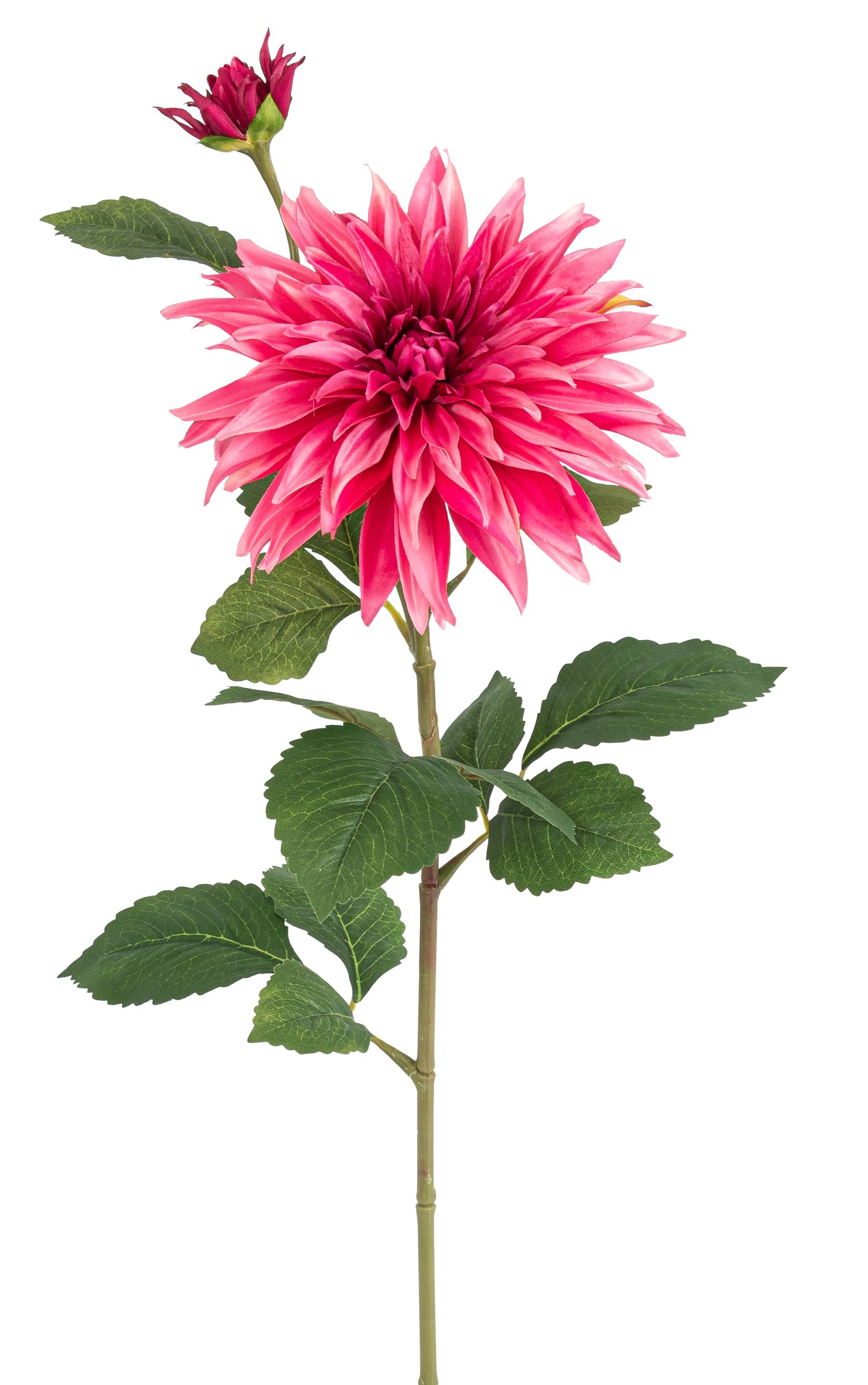 Dahlie x 2 85cm Blütenkopf Ø ca. 6/20cm Farbe: altrosé