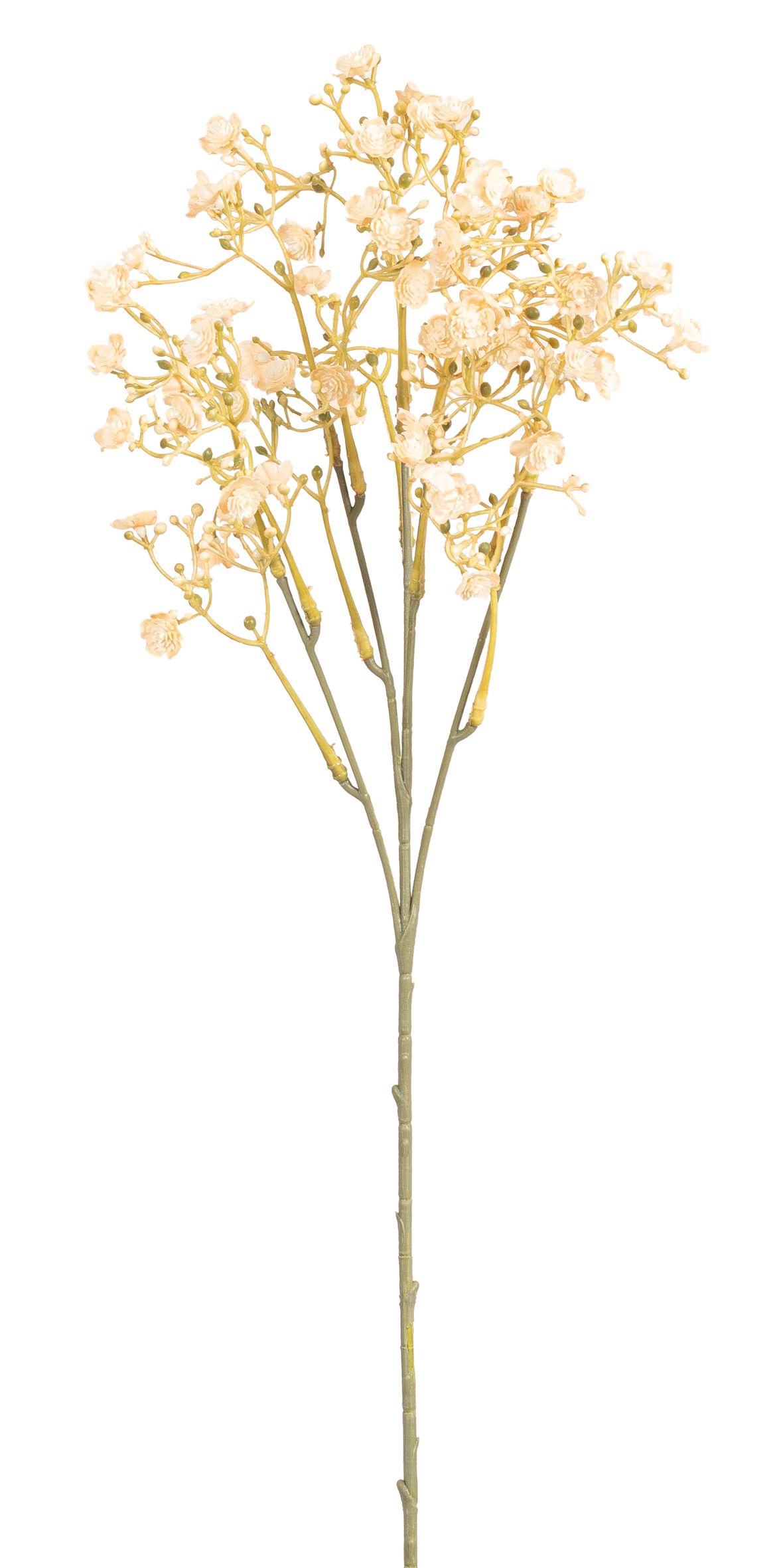 Gypsophilazweig 5-fach 50cm Farbe: creme