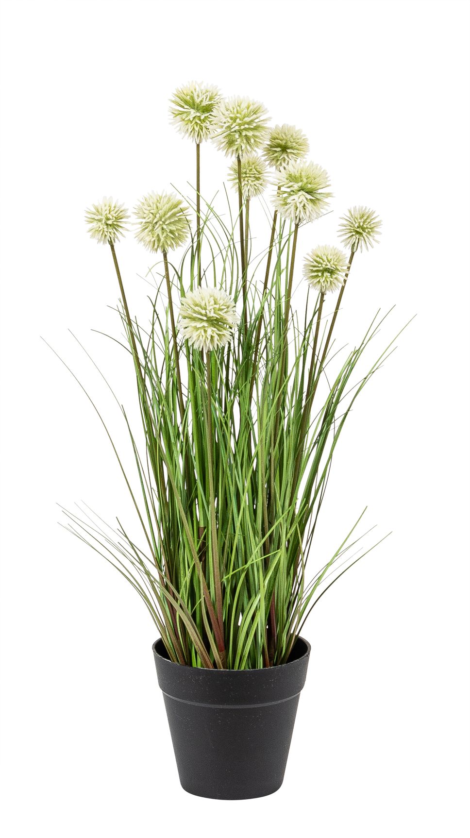 Kugelgras x 10 im Topf 45cm Farbe: weiß