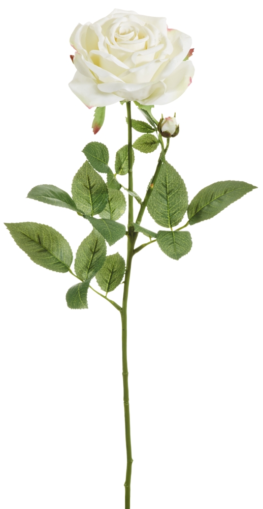 Edelrose x 2 70cm Blütenkopf Ø ca. 11cm Farbe: weiß