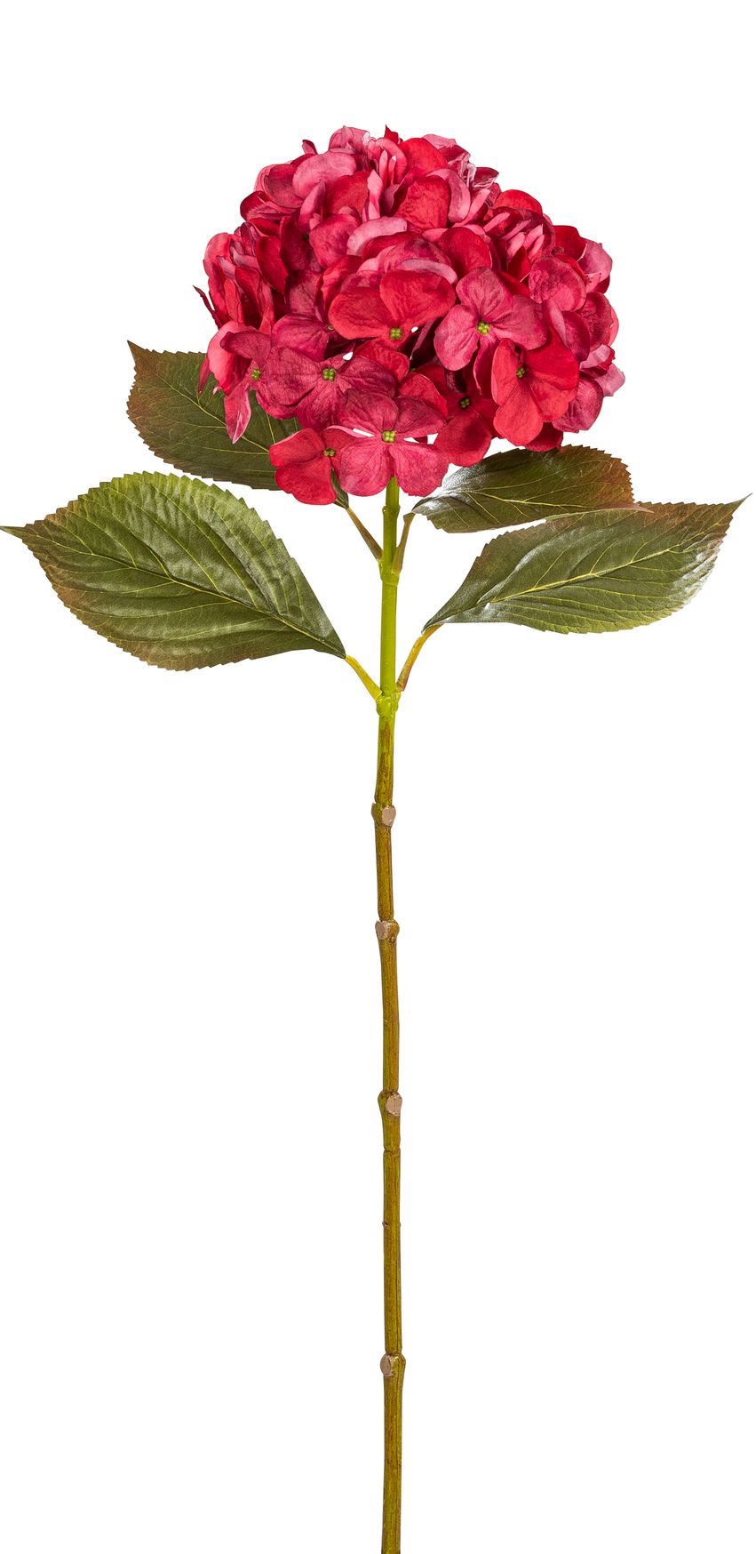 Hortensie 70cm Blütenkopf Ø ca. 18cm Farbe: burgund
