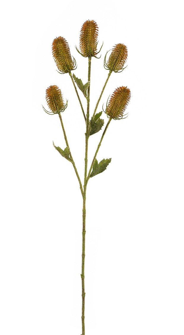 Kardendistelzweig x 5 92cm Blütenkopf Ø ca. 3,5cm Farbe: orange-grün