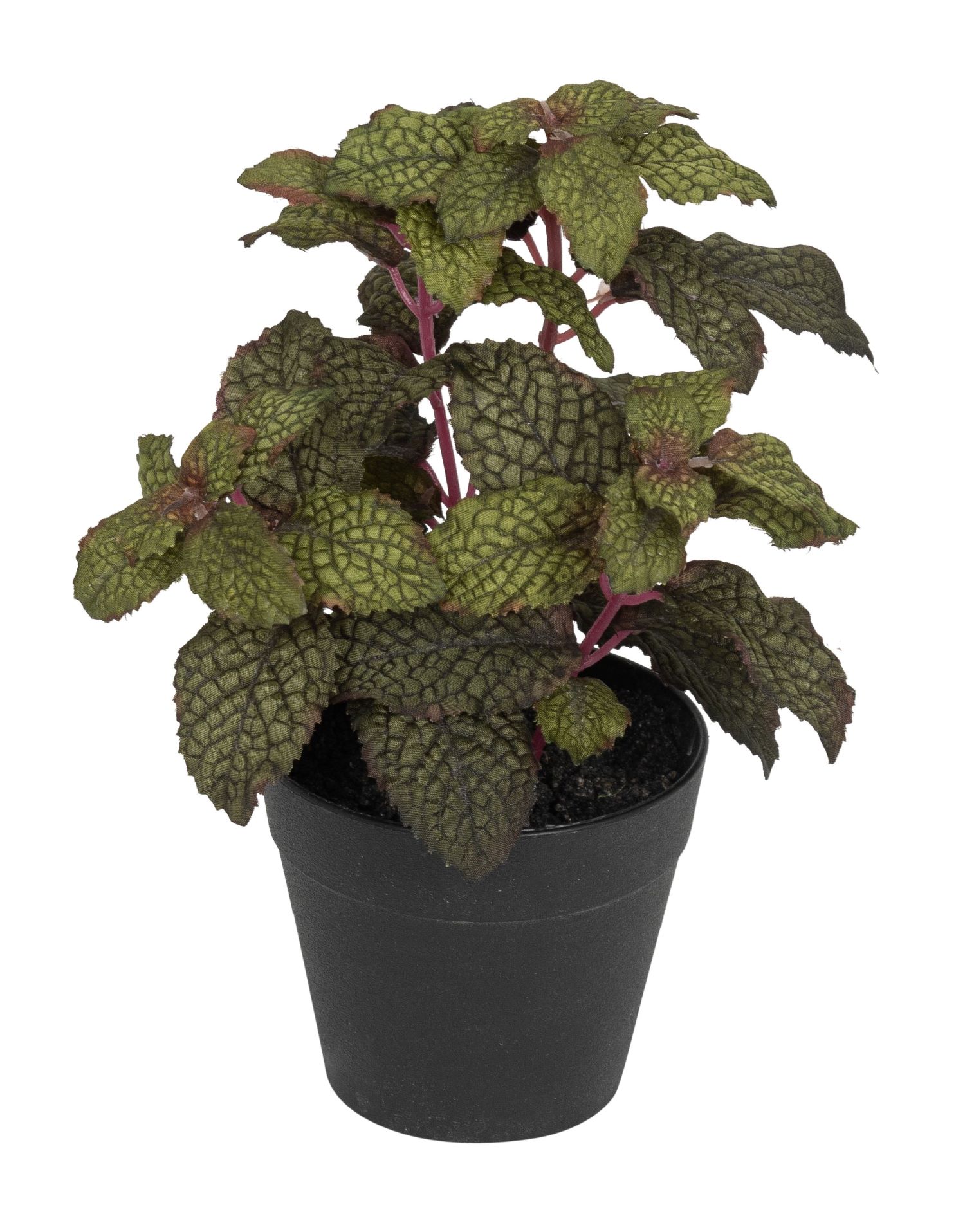 Minzetöpfchen 20cm Topf: Höhe ca. 7,5cm Ø oben ca. 9cm Ø unten ca. 6cm Farbe: grün-burgund