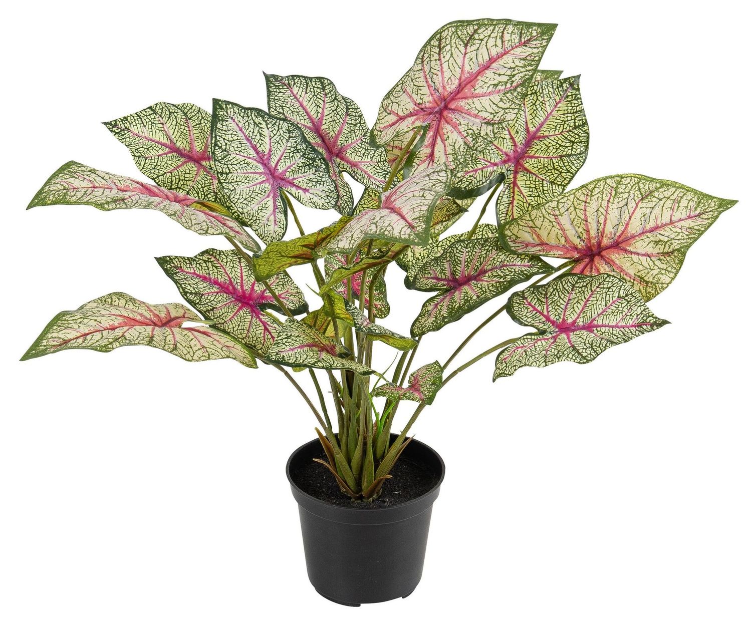Caladium x 23 im Topf 40cm Farbe: grün-rot
