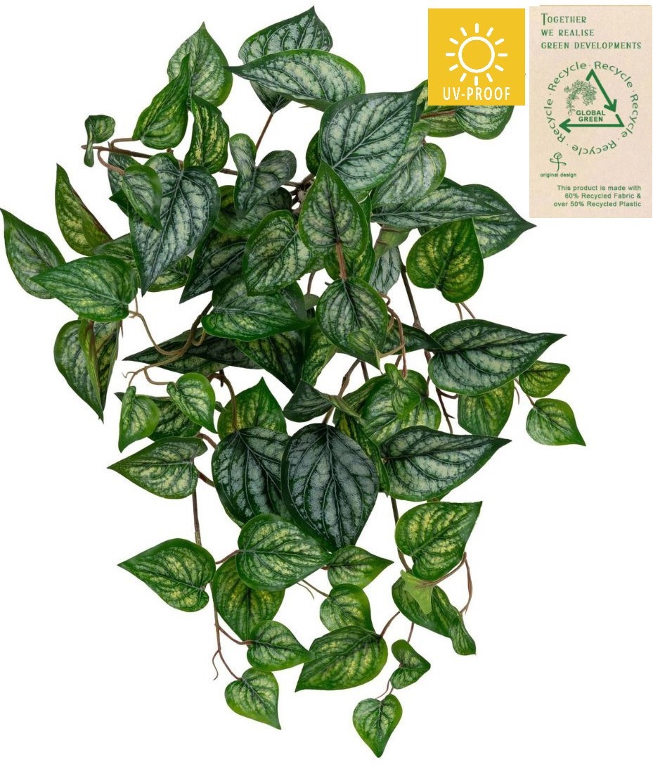 Calatheabusch UV RE 9-fach x 78 50cm Farbe: grün-weiß