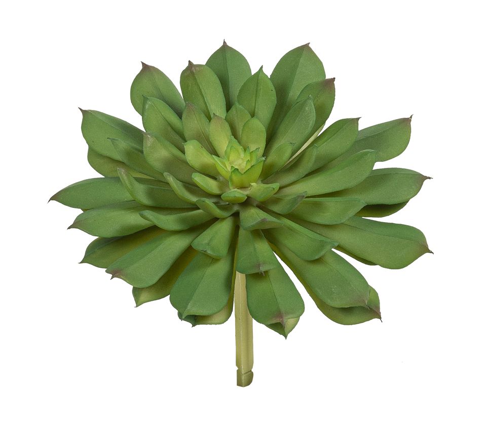 Echeveria 15cm Ø ca. 15cm Farbe: grün