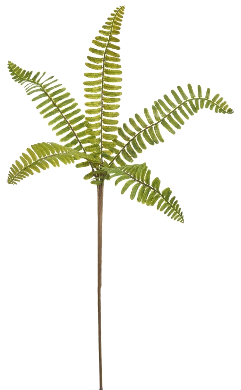 Rippenfarn x 5 53cm Farbe: grün