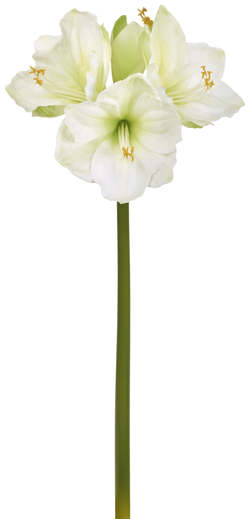 Amaryllis x 4 75cm Blütenkopf Ø ca. 5/11cm Farbe: weiß-grün