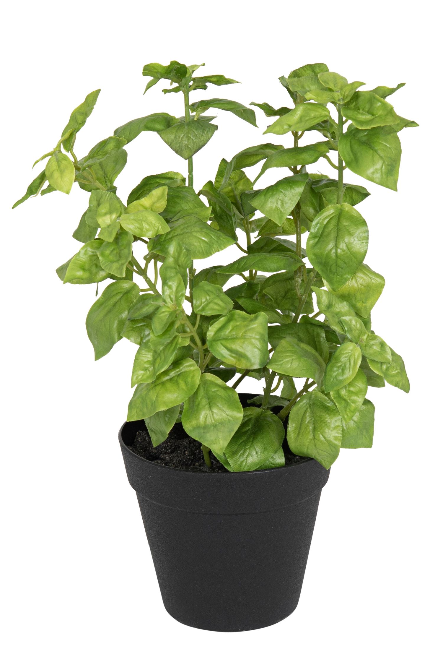 Basilikumtopf 30cm Topf: Höhe ca. 11,5cm Ø oben ca. 12,5cm Ø unten ca. 8cm Farbe: grün