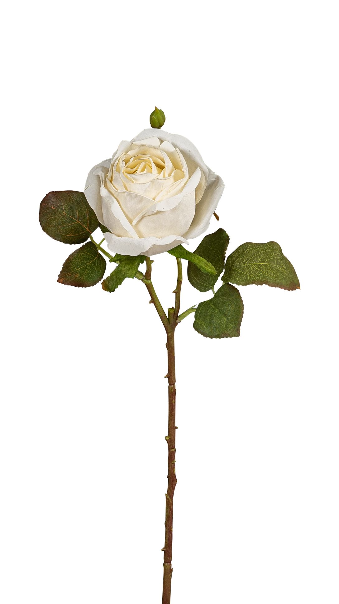 Edelrose 45cm Blütenkopf Ø ca. 9cm Farbe: elfenbein