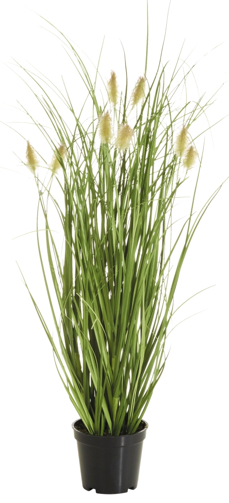 Fuchsschwanzgras x 10 i.T. 46cm Farbe: gelb-braun