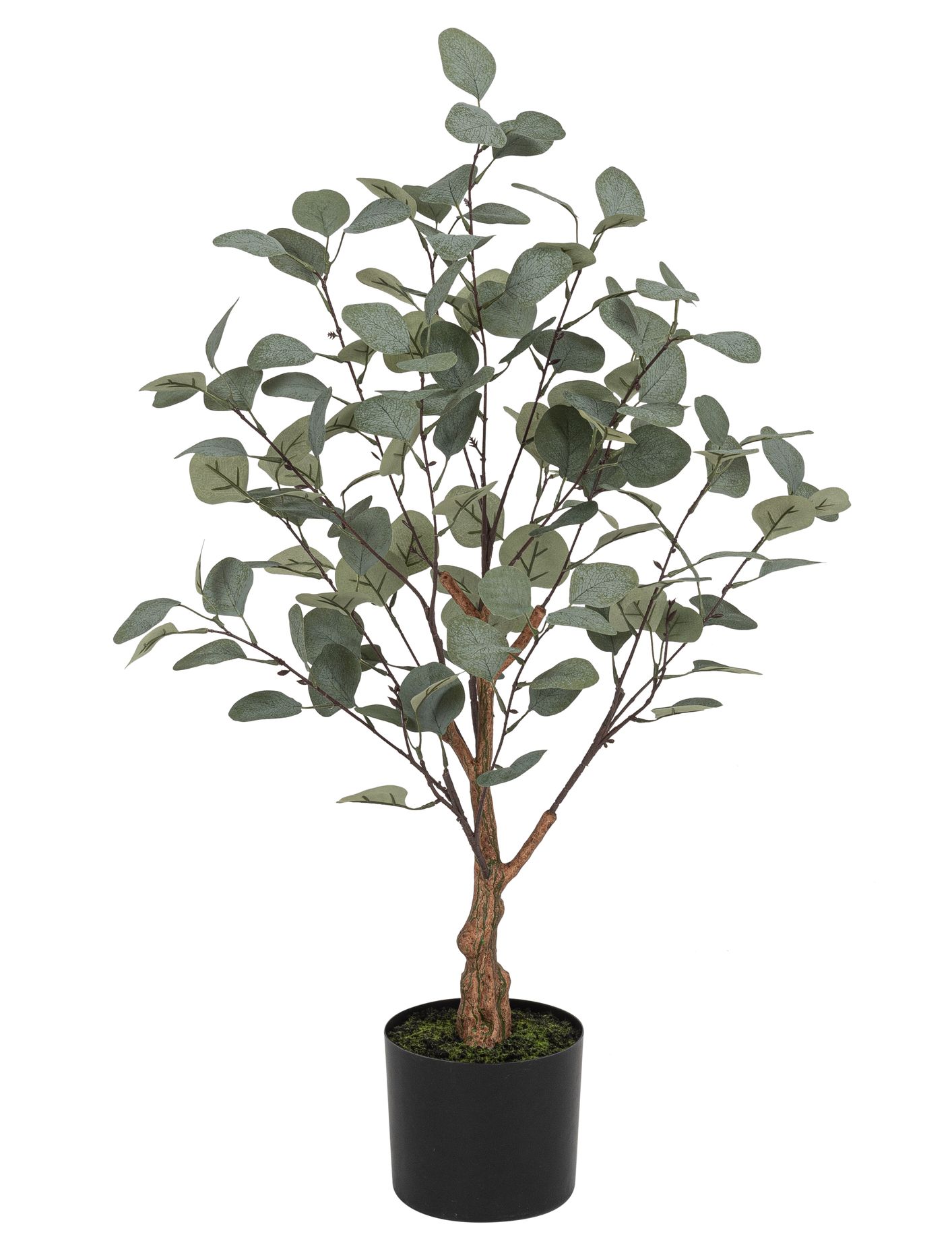 Eukalyptus x 141 im Topf 85cm Farbe: grün