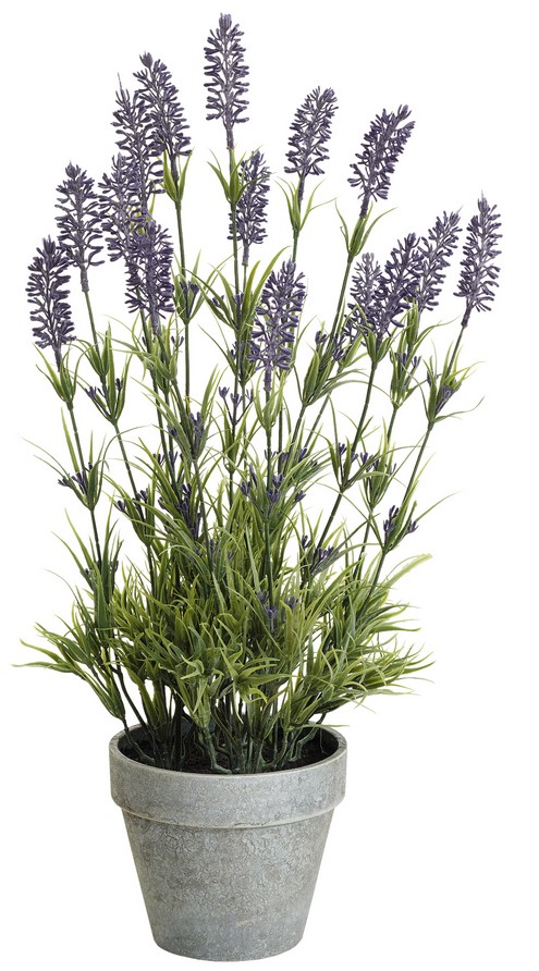 Lavendel x 15 im Topf 48cm Farbe: lila
