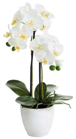 Phalaenopsis 2-fach i.T. 54cm Blütenkopf Ø ca. 8/10cm Topf: Höhe ca. 13cm Ø oben ca. 15cm Ø unten ca. 9cm Farbe: weiß-gelb