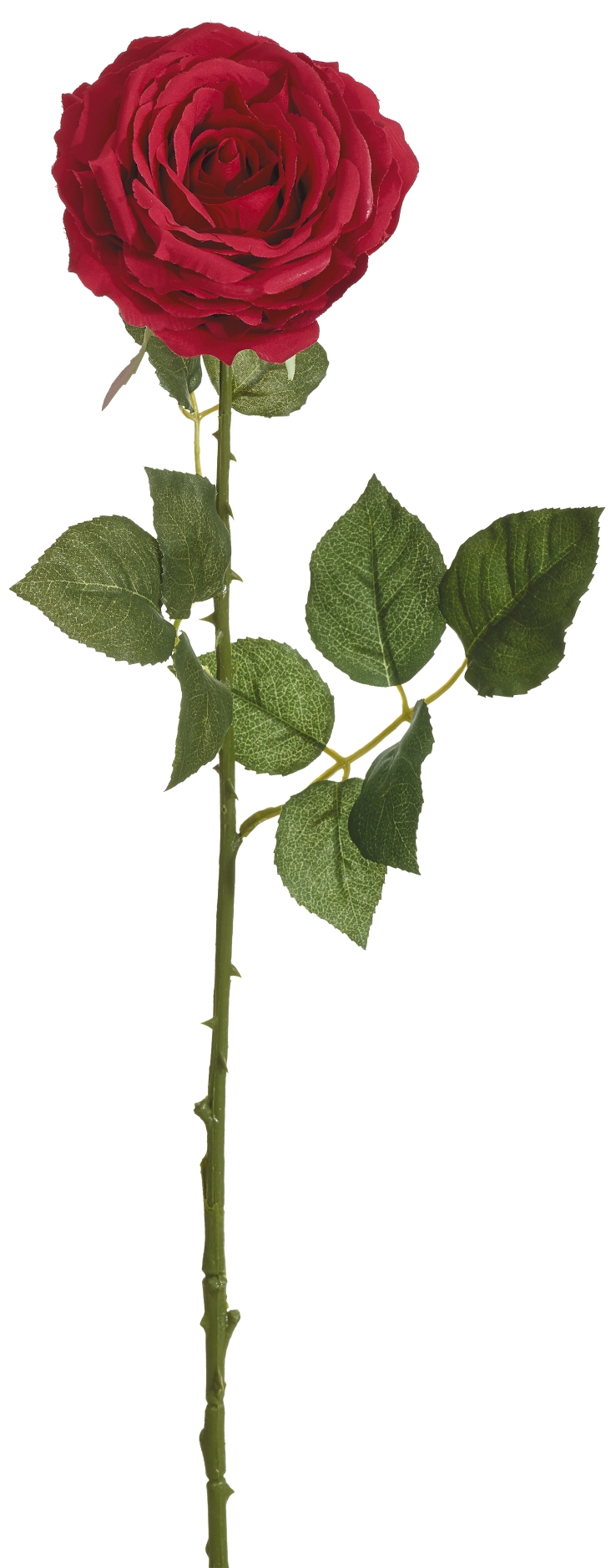 Edelrose 66cm Blütenkopf Ø ca. 13cm Farbe: rot