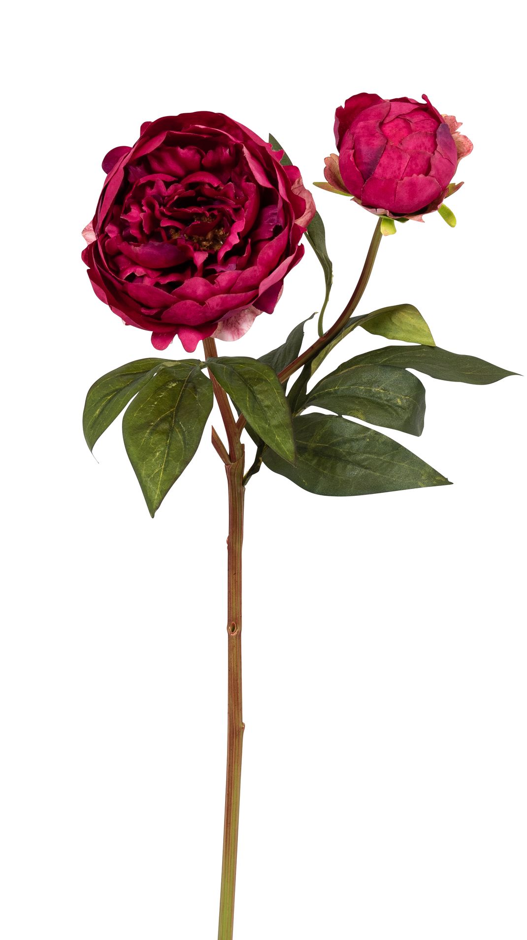 Päonie x 2 57cm Blütenkopf Ø ca. 11cm Farbe: burgund