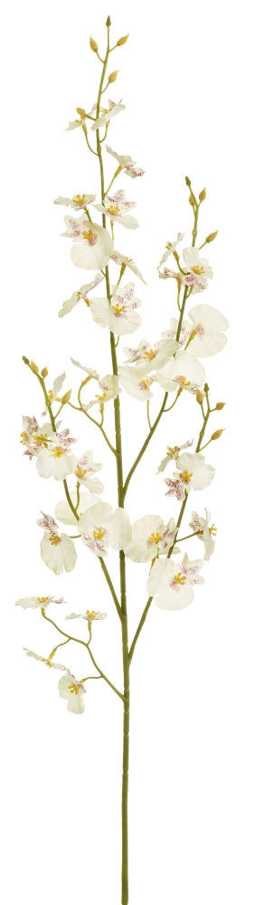 Oncidium 5-fach 78cm Blütenkopf Ø ca. 2-4cm Farbe: elfenbein