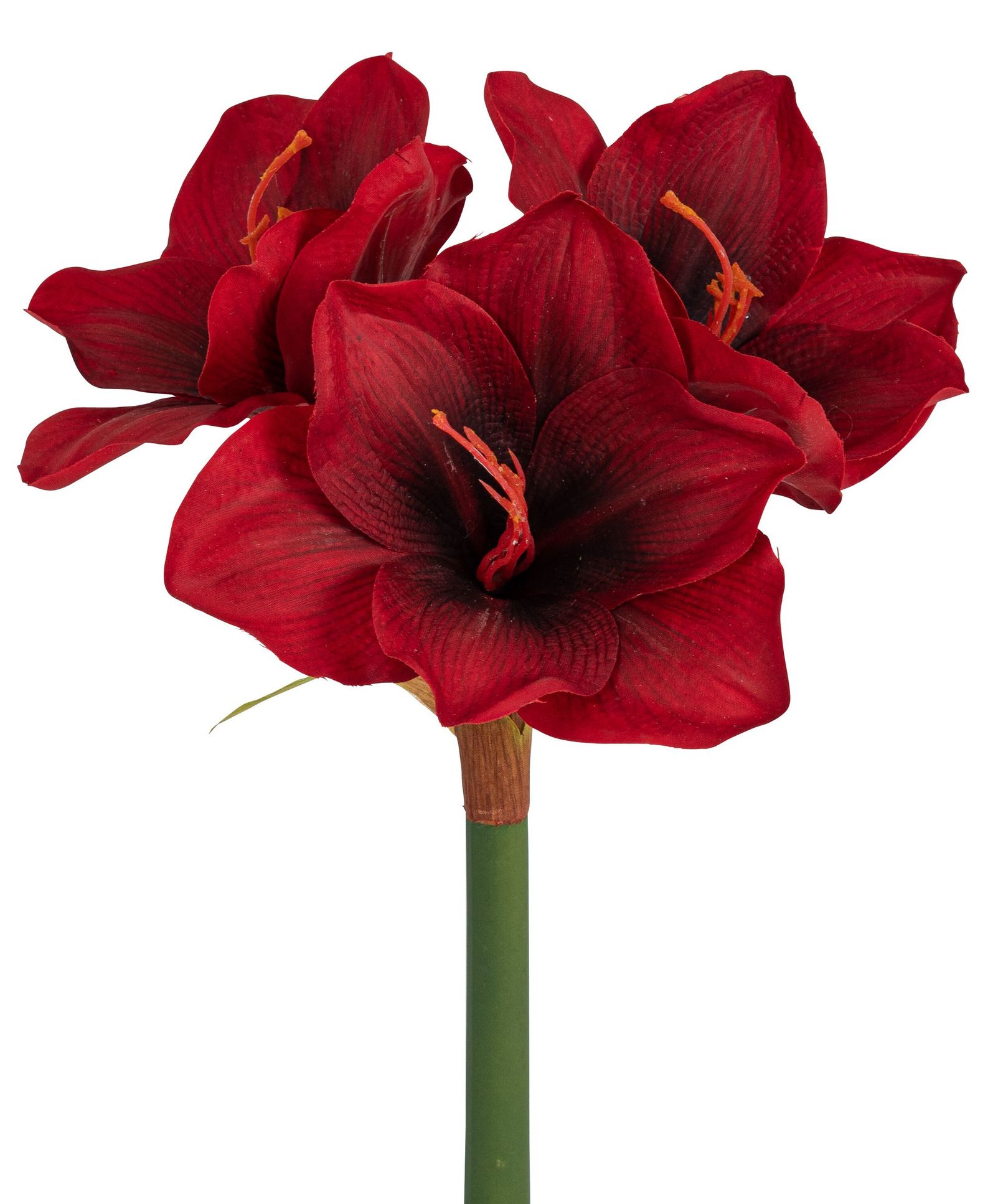 Amaryllis x 3 34cm Blütenkopf Ø ca. 12cm Farbe: rot