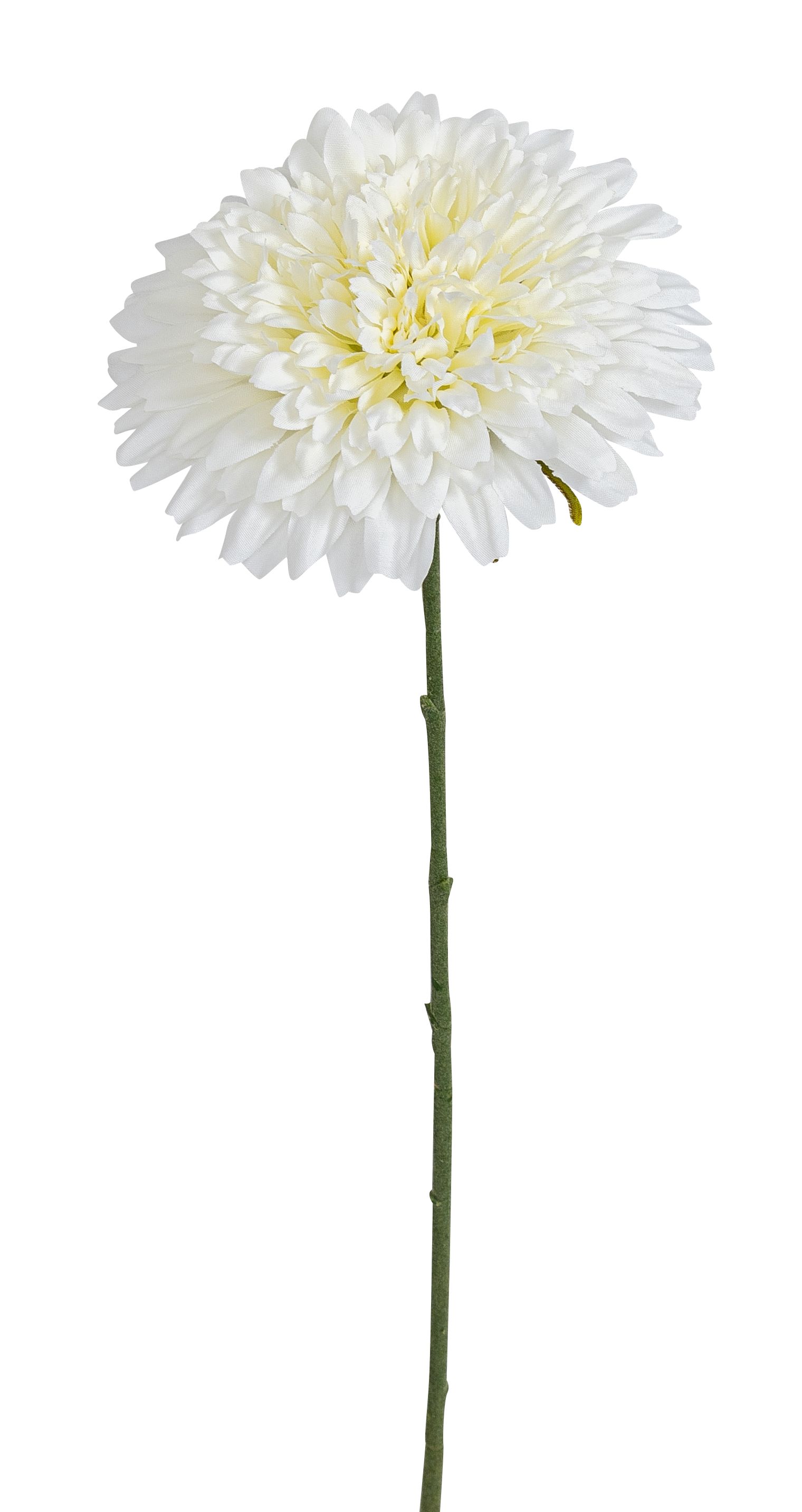 Chrysantheme 63cm Blütenkopf Ø ca. 13cm Farbe: elfenbein