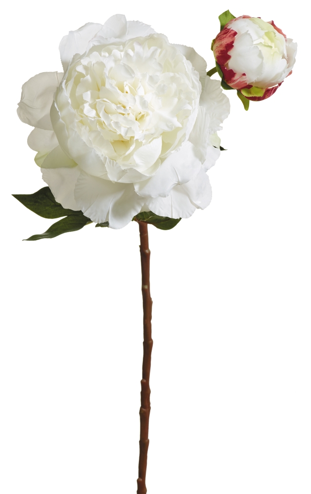 Pfingstrose x 2 54cm Blütenkopf Ø ca. 12cm Farbe: weiß-rose