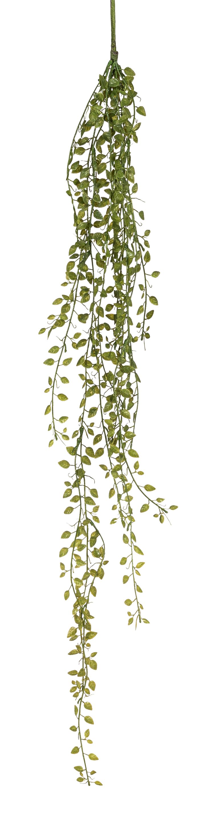 Kletterfeigenranke x 9 108cm Farbe: grün