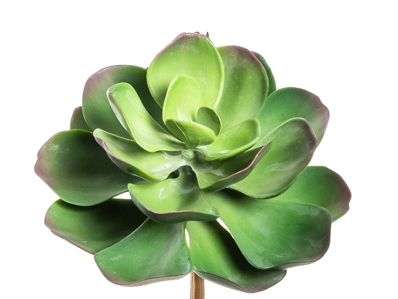 Echeveria 26cm Ø ca. 24cm Farbe: grün