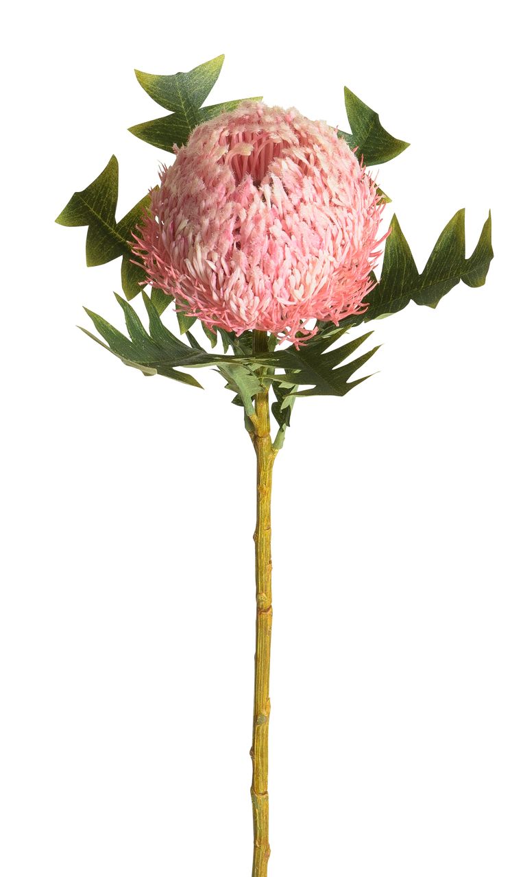 Banksia 68cm Blütenkopf Ø ca. 9cm Farbe: rosé