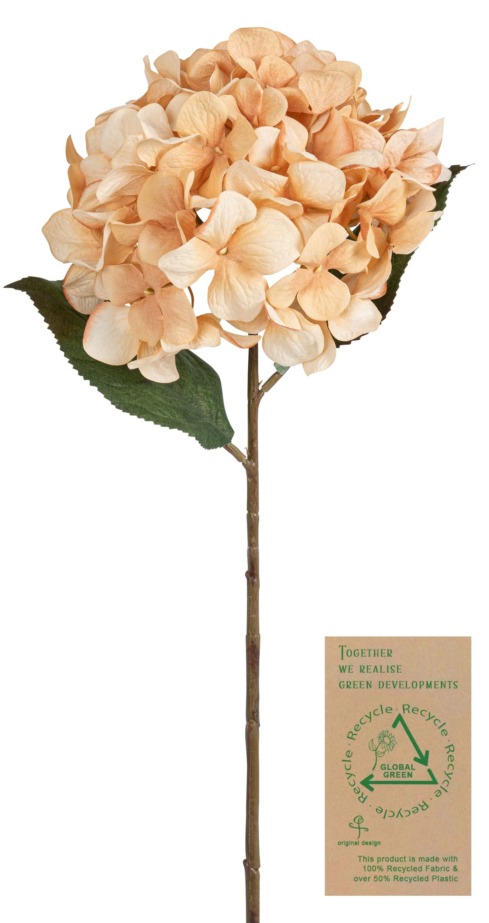 Hortensie RE 68cm Blütenkopf Ø ca. 20cm Farbe: creme