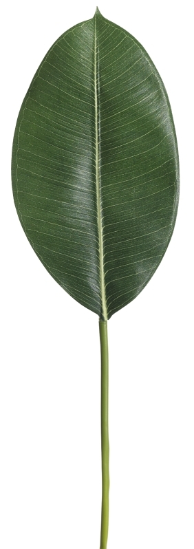 Gummibaumblatt 21cm Farbe: grün