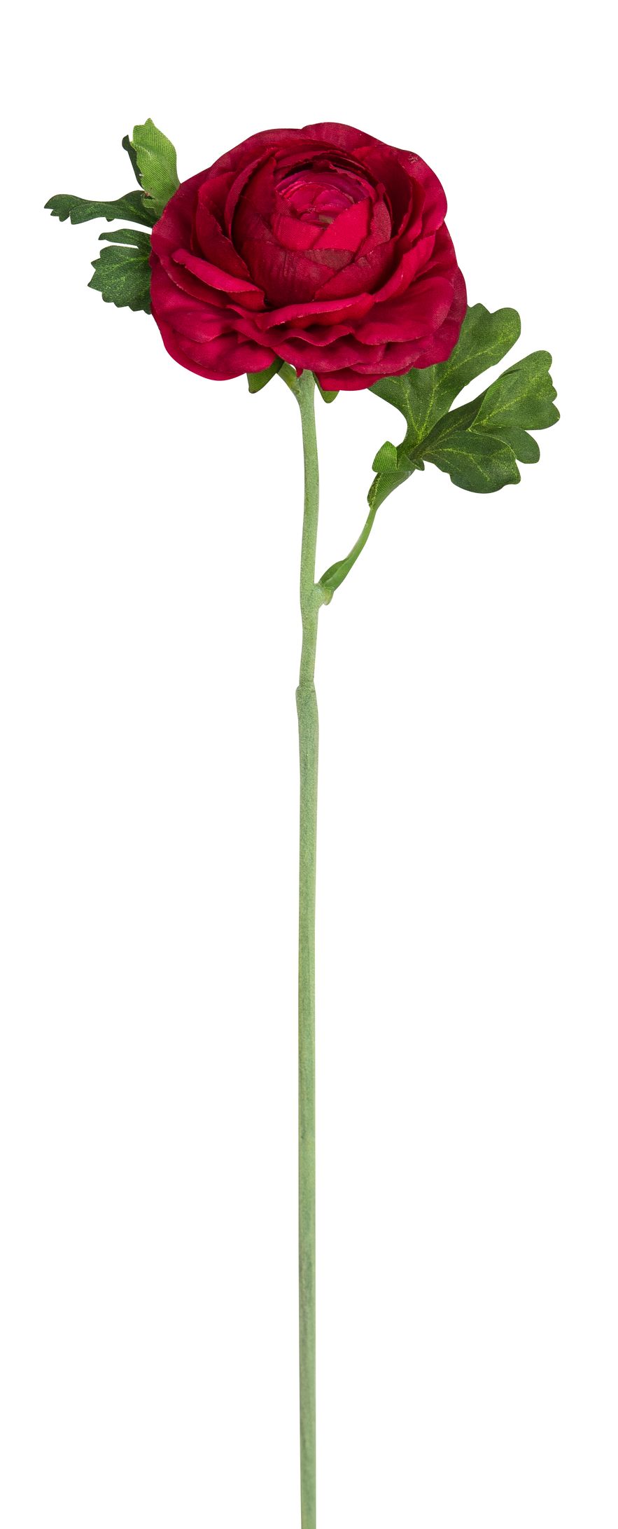 Ranunkel 56cm Blütenkopf Ø ca. 7cm Farbe: burgund