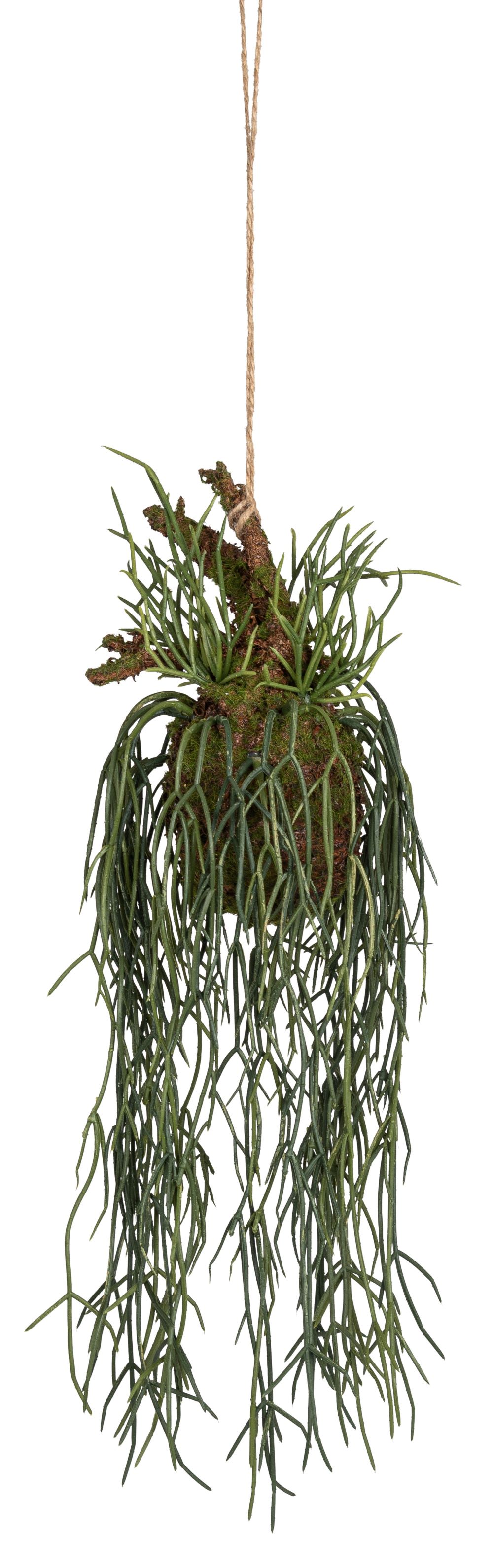 Korallenkaktus auf Mooswurzel z.H. 69cm Farbe: grün