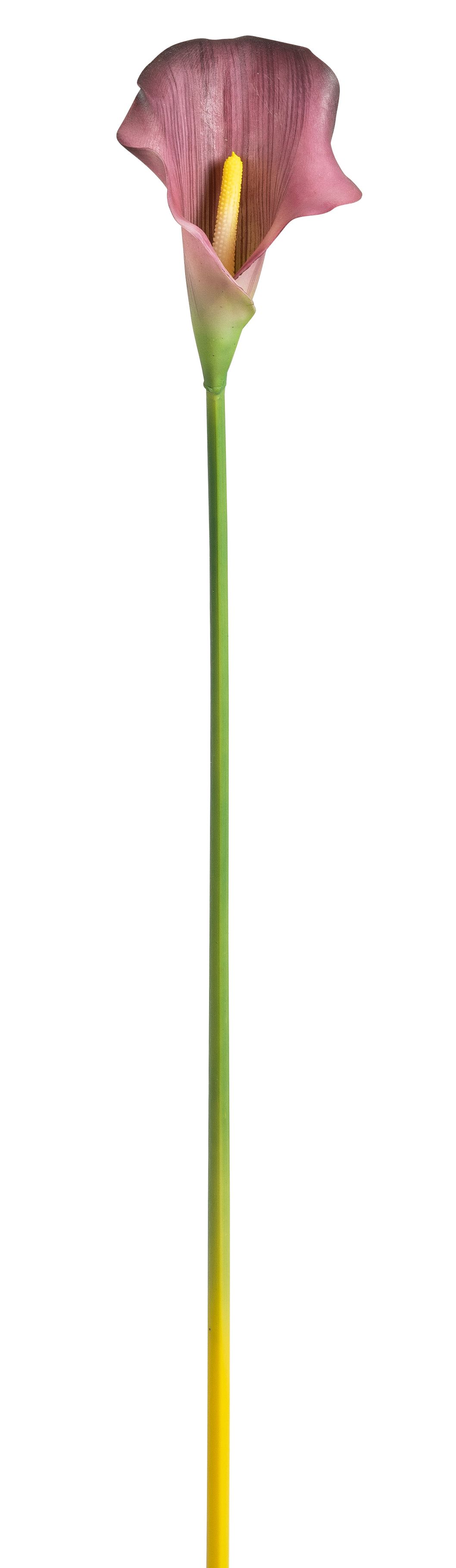 Calla 65cm Blütenkopf ca. 8x10cm Farbe: dunkellila