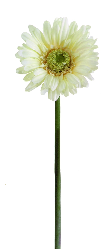 Gerbera 57cm Blütenkopf Ø ca. 10,5cm Farbe: elfenbein