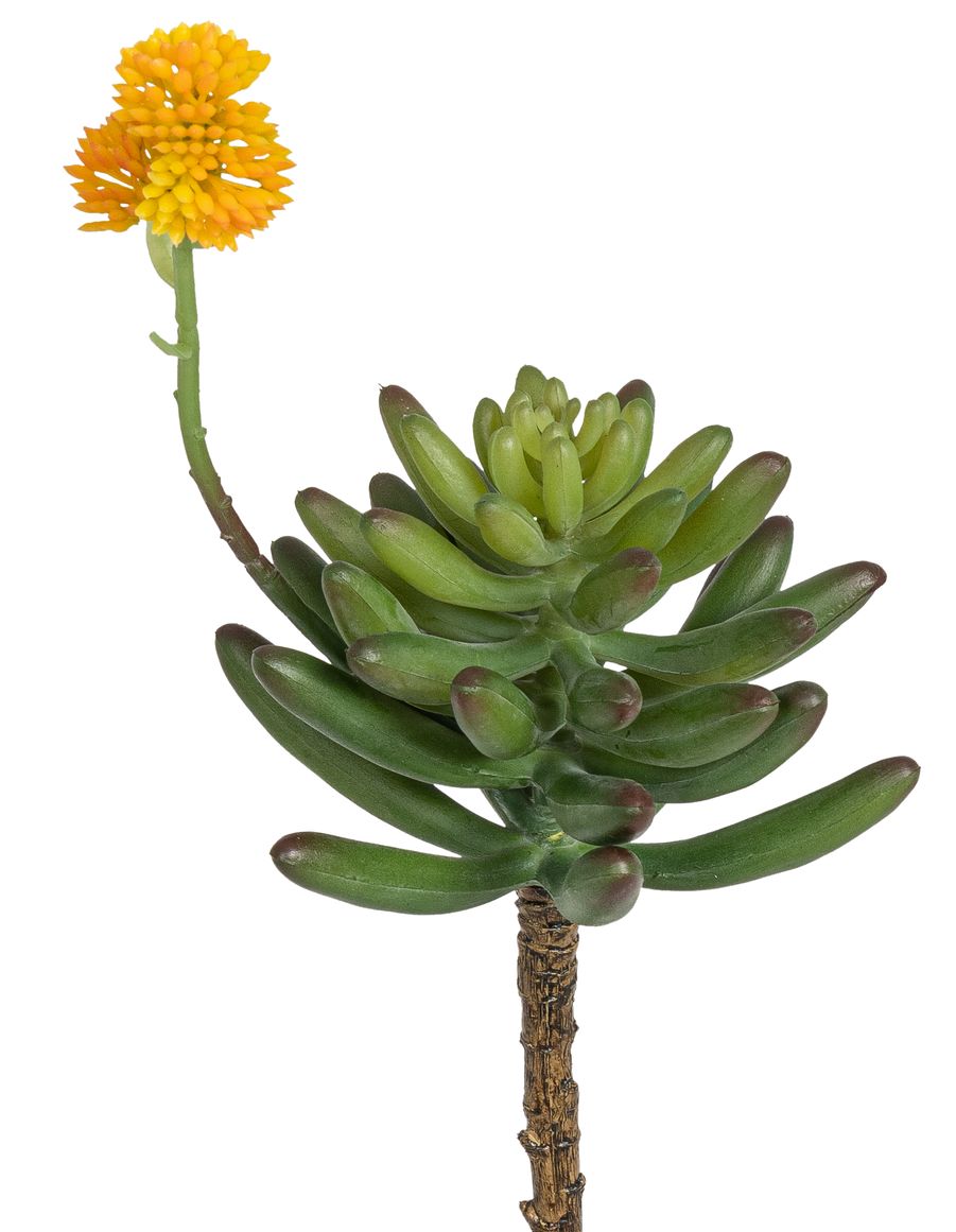 Crassula mit Blüte 26cm Ø Blütenkopf ca. 2cm Farbe: grün-gelb