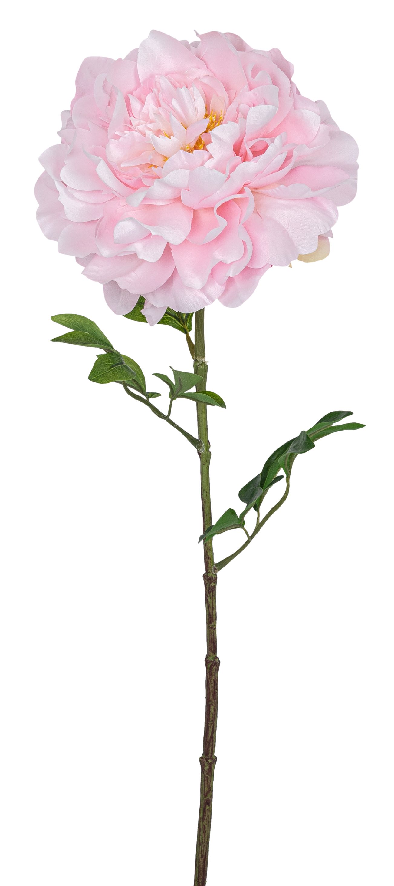 Päonie 74cm Blütenkopf Ø ca. 16cm Farbe: rosé