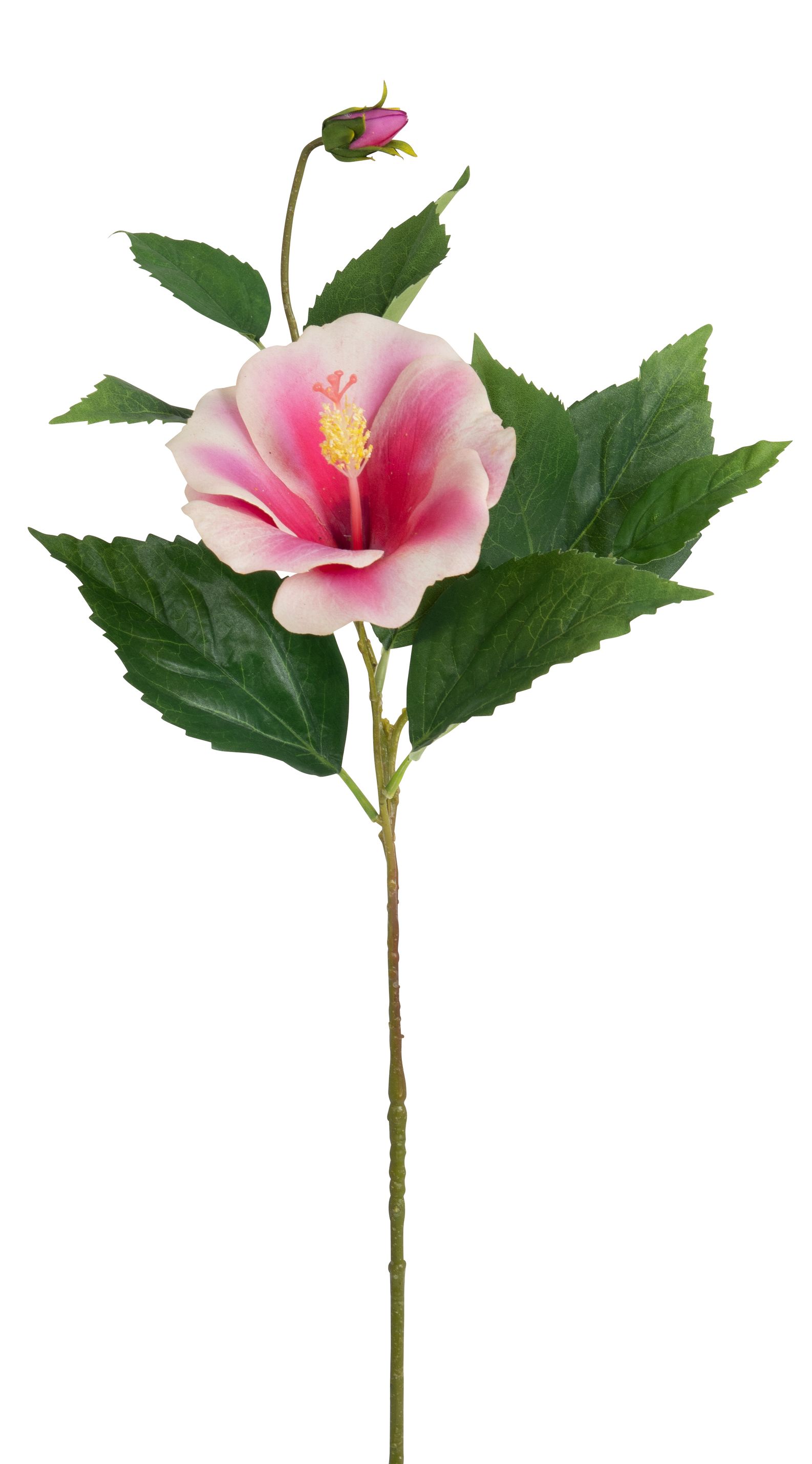 Hibiskus x 2 72cm Blütenkopf Ø ca. 2/12cm Farbe: rosé-weiß