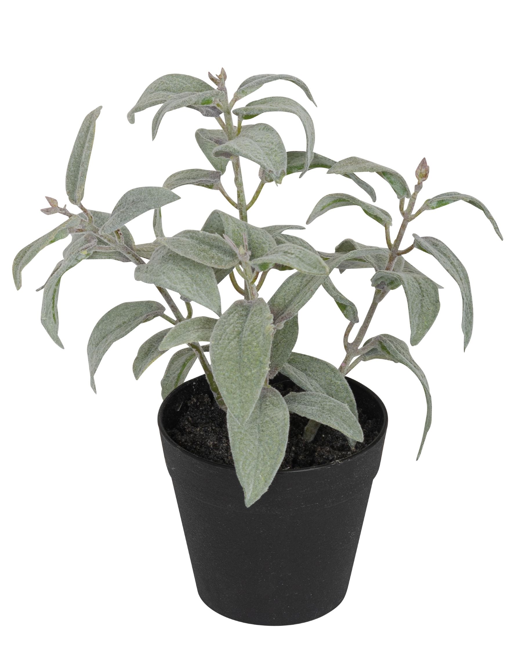 Salbeitöpfchen 20cm Topf: Höhe ca. 7,5cm Ø oben ca. 9cm Ø unten ca. 6cm Farbe: grün-weiß