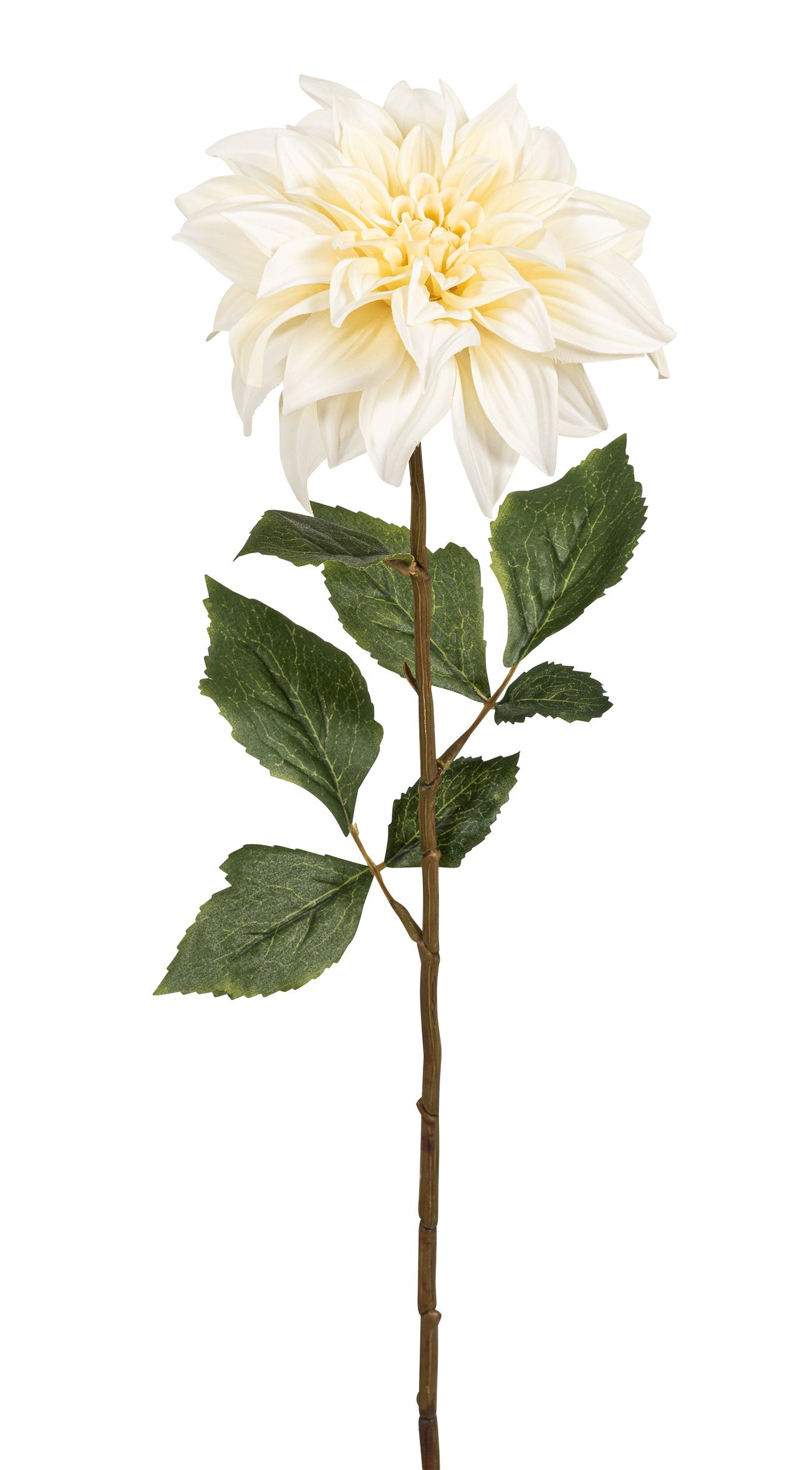 Dahlie 65cm Blütenkopf Ø ca. 16cm Farbe: elfenbein
